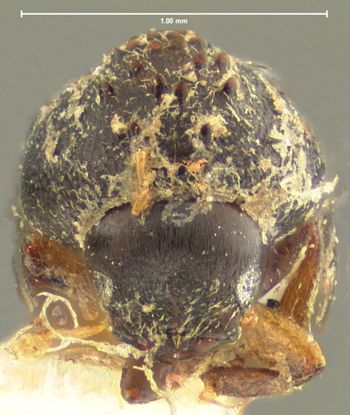 Media type: image;   Entomology 994 Aspect: head frontal view